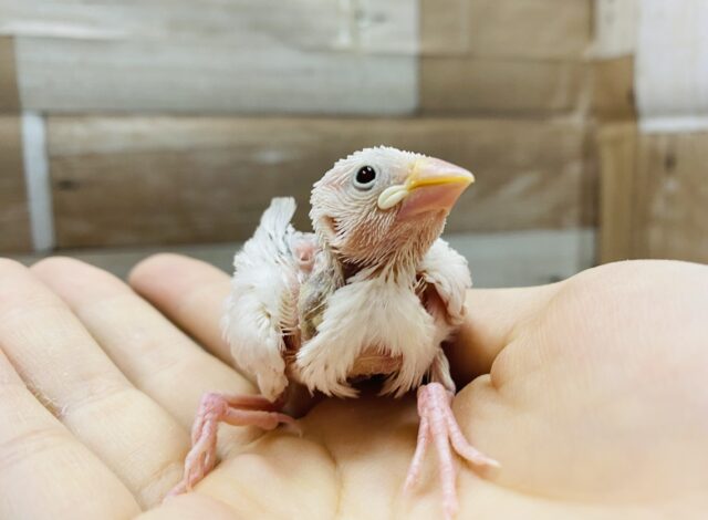 真っ白で魅力的な白文鳥ヒナがやって来ました！！