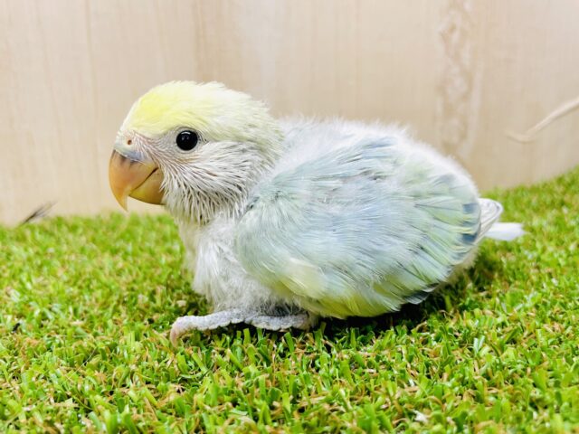 最新画像になりますよ⭐️ぎゅっとぎゅっとぎゅっとぎゅっと！抱きしめたいコザたん！　コザクラインコ　ブルーチェリーパイド