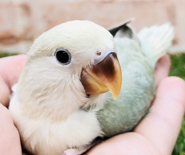 みずみずしいグリーンアップルカラー　コザクラインコ　Ｒ５　６／２２撮影
