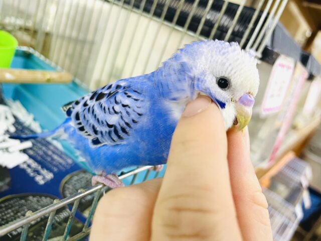 新松戸店⭐️セキセイ戦隊⭐️ブルー🟦1人餌‼️最新画像になりますよ！広げていきたいなスマイル〜😉　セキセイインコ オパーリン