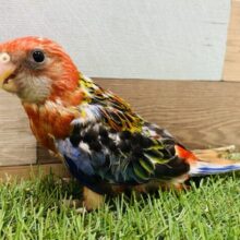 カラフルでカッコいいです！！珍しいアカナナクサインコ🌈