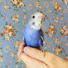 個人的イチオシ❤︎一人餌🌟手乗りセキセイインコ(ノーマル)