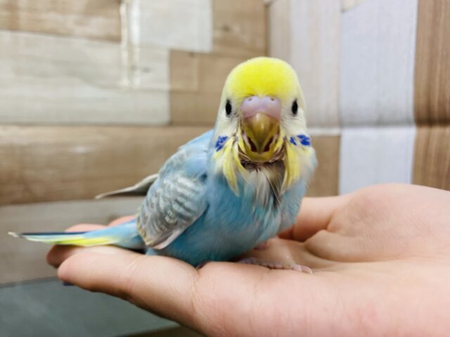 最新画像有り！！ちょこんと感が可愛らしい綺麗なコ！セキセイインコのパステルレインボー！