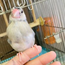 最新画像🌟一人餌🫶🏻手にちょこんと乗るよ♩手乗り桜文鳥さん❤︎🪶✨