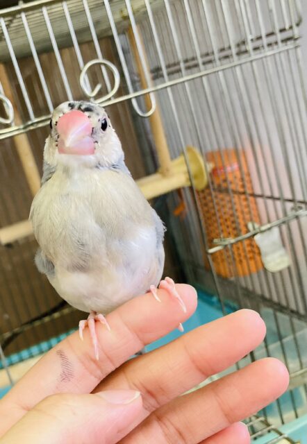 最新画像🌟一人餌🫶🏻手にちょこんと乗るよ♩手乗り桜文鳥さん❤︎🪶✨