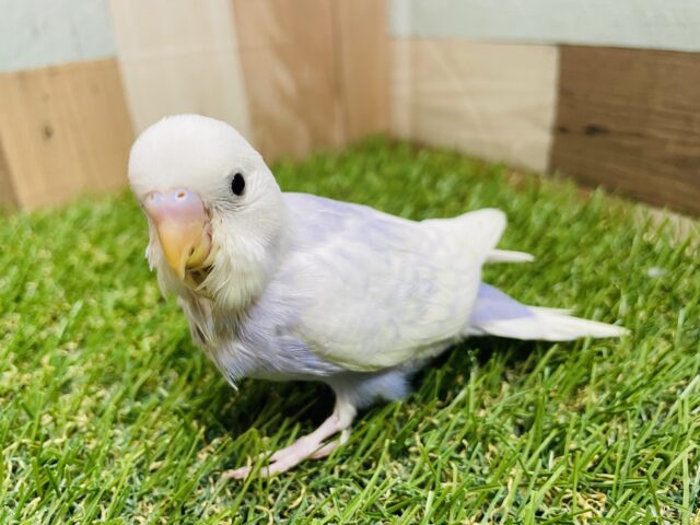 最新画像あります☆優しい雰囲気のレアカラーのコ！！セキセイインコのライラック！