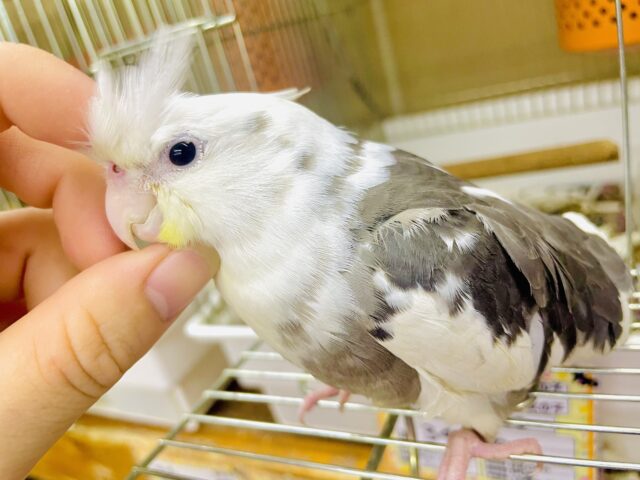 1人餌❣️最新画像になりますよ⭐️待ってるだけじゃいられない！翔けていこう一直線！　オカメインコ　ホワイトフェイスパイド