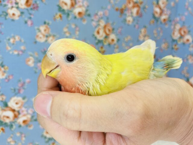 愛しのラブバード❤︎手乗りコザクラインコ(ゴールデンチェリー)🕊✨