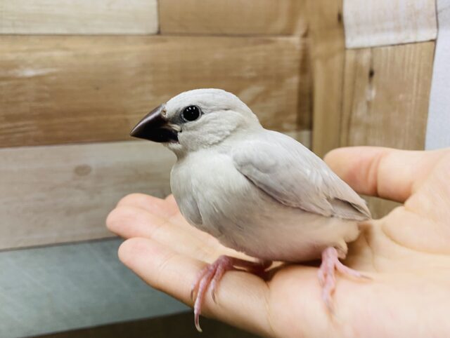 最新画像あります☆ヒナヒナなサイズ感です♡成長が楽しみなシルバー文鳥！