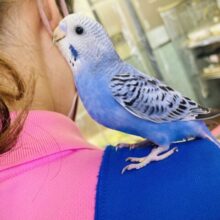 最新画像🌟素敵なバイオレット💙✩⡱手乗りセキセイインコ(オパーリン)💙