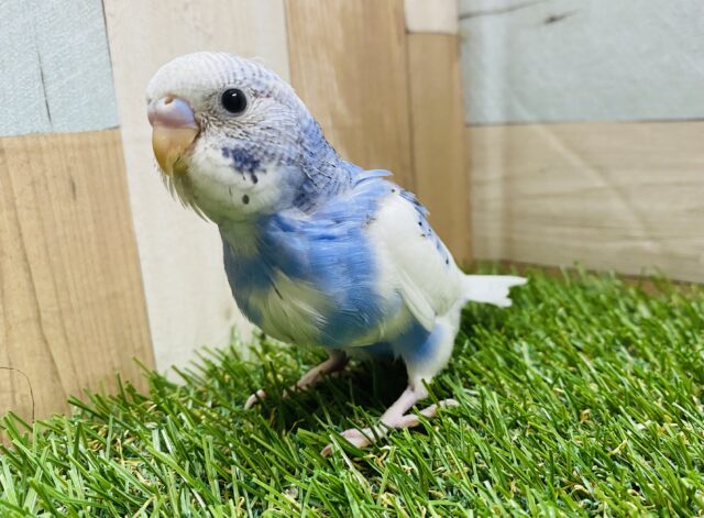 最新画像有り☆可愛いポーズを見せてくれるコ！セキセイインコのパイド！