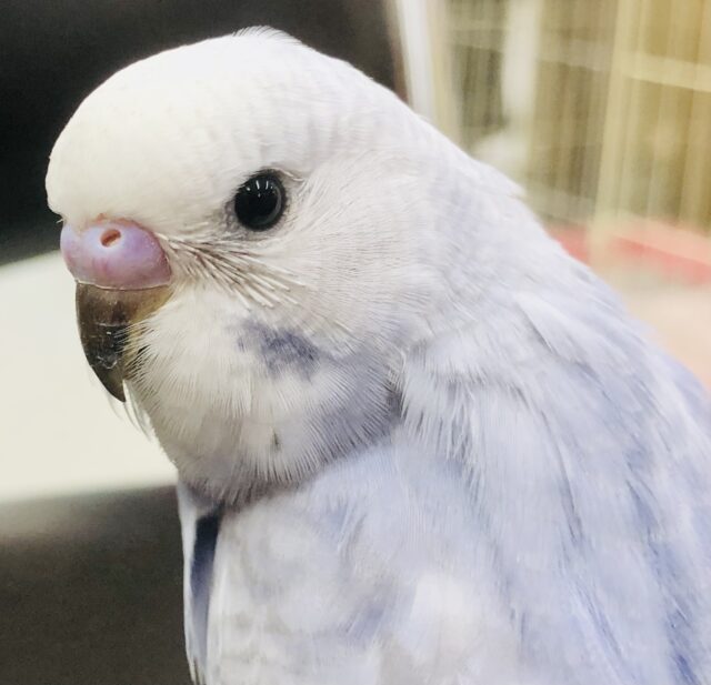 濃いめブルーアクセントにグレー　セキセイインコ　Ｒ５　６／７撮影