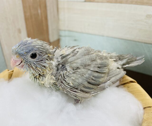 まん丸おめめが可愛らしいレアカラー！サザナミインコのコバルトスパングル！