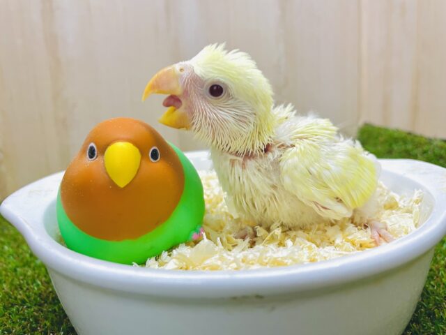 わーい✌️隣に座る相棒コザだよ⭐️ コザクラインコ　クリームルチノー