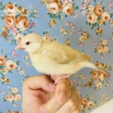 ヒナご飯卒業🌟ふんわり優しいお色のシナモン文鳥さんです🌸✨