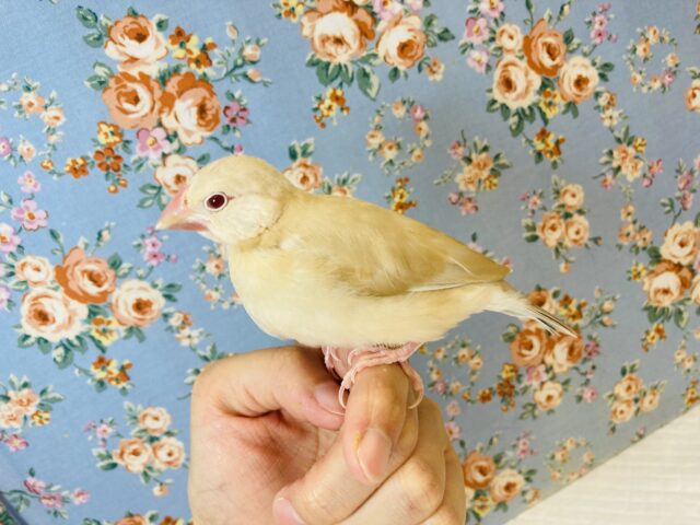 ヒナご飯卒業🌟ふんわり優しいお色のシナモン文鳥さんです🌸✨