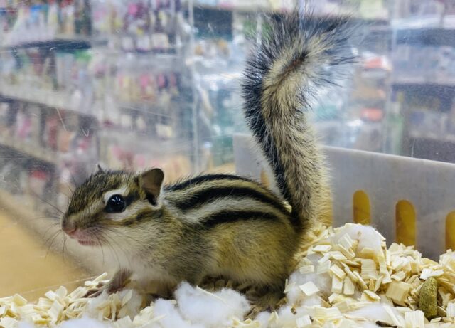 あと１匹☆大人気！！つぶらな瞳がキュートな子たち！シマリスの女の子！