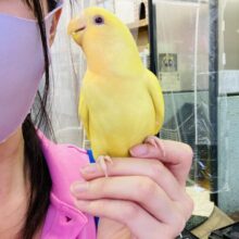 最新画像🌟激推し❤︎元気いっぱいアピールするよ🌞✨手乗りコザクラインコ(ルチノー)🪶✨
