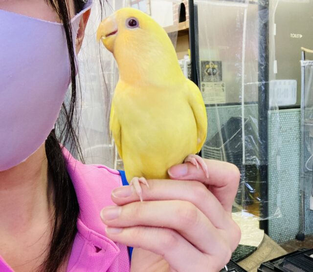 最新画像🌟激推し❤︎元気いっぱいアピールするよ🌞✨手乗りコザクラインコ(ルチノー)🪶✨