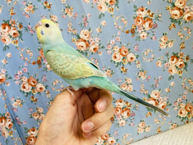 最新画像🌟ヒナご飯卒業🕊調和した最高の色合い❤︎手乗りセキセイインコ(レインボー)