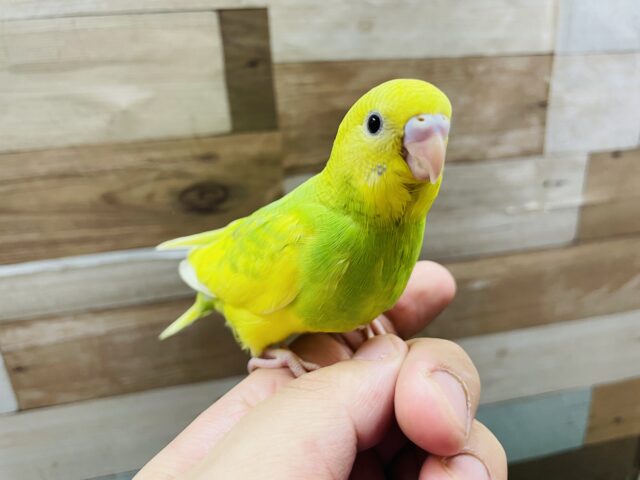 最新画像あります☆明るいグリーンとイエローのビタミンカラー！セキセイインコのスパングルパイド！