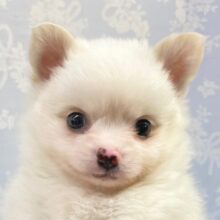 あざと男子登場！！ ポメラニアン×チワワ （クリーム）男の子☆ 2023年4月8日 生まれ 入舎！