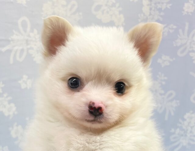 あざと男子登場！！ ポメラニアン×チワワ （クリーム）男の子☆ 2023年4月8日 生まれ 入舎！