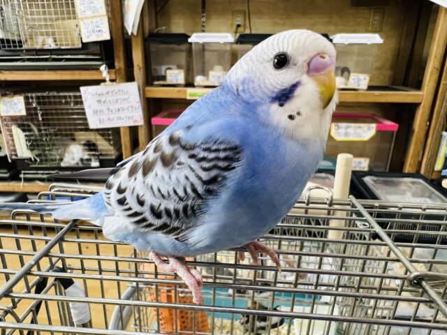 なれなれだよ♡手乗りセキセイのブルーオパーリン