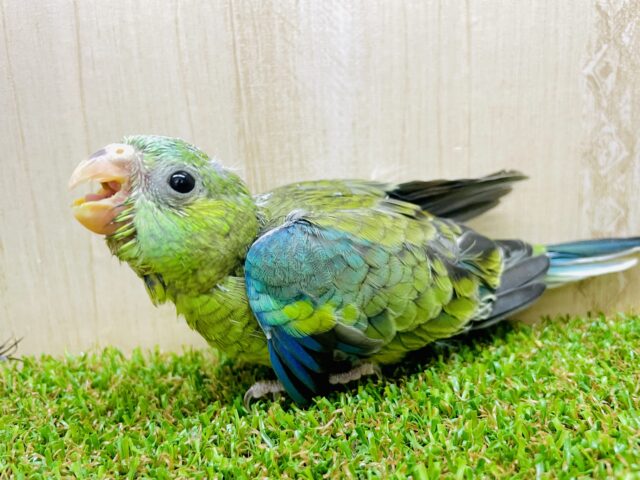 最新画像になりますよ‼️✨気高く綺麗に✨　ビセイインコ　オパーリン