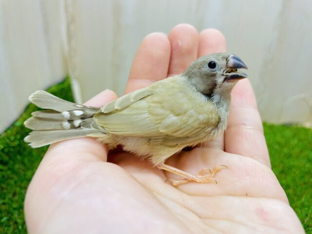 最新画像になりますよ⭐️あわあわ〜なニーニーキンカ鳥さん❣️ キンカ鳥　シナモン
