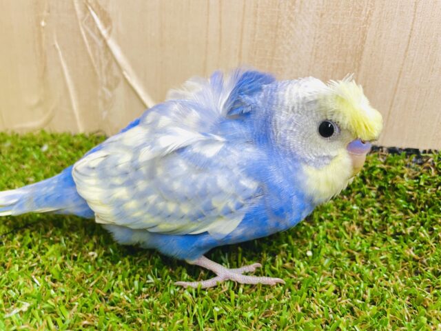 1人餌✨「流行りはシースルーぱっつんでしょ🎵」流行らせたい羽衣ちゃん！　羽衣セキセイインコ　パステルレインボースパングル