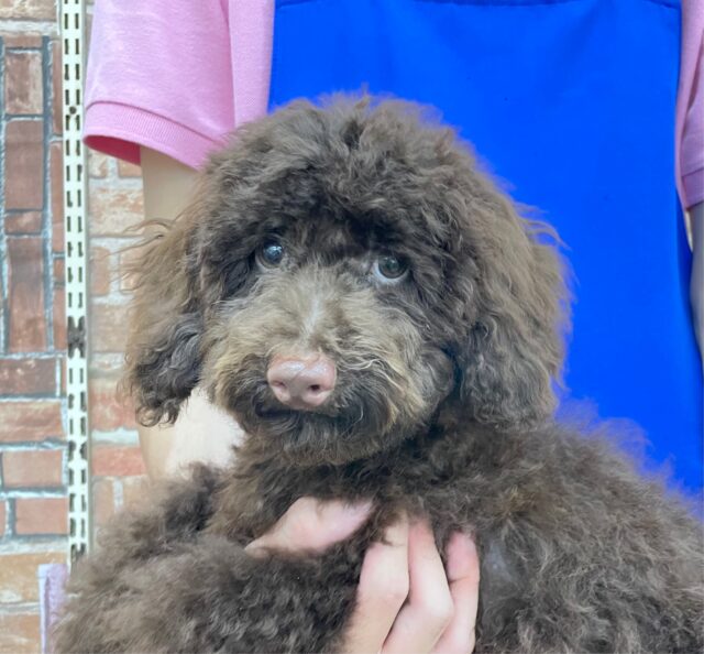 最新画像！甘えん坊くん😚 トイプードル（ブラウン）男の子☆ 2023年3月18日生まれ！