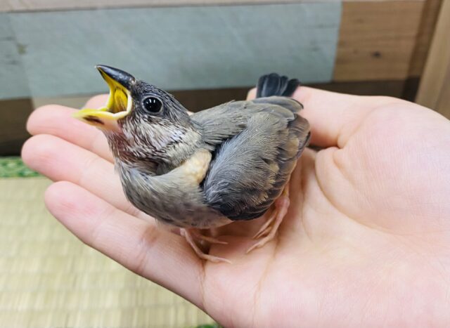 最新画像有り☆あと1羽！それぞれ個性があります！桜文鳥ちゃんずがやって来ました🌸