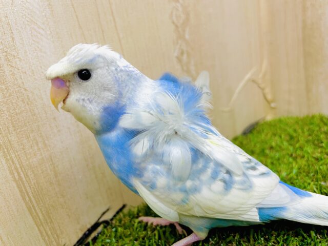 1人餌✨「最近前髪伸ばしてるんだよね〜」いい笑顔で⭕️羽衣ちゃん！　羽衣セキセイインコ　スパングルパイド