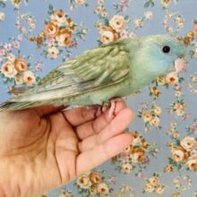 ヒナご飯卒業🌟至高のレアカラー💙💠手乗りサザナミインコ(コバルトスパングル)💙💠