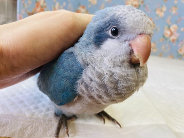 最新画像🌟激かわ美ブルー💙✩⡱ぷっくりかわいい手乗りオキナインコ(ブルー)💙 ⁾⁾