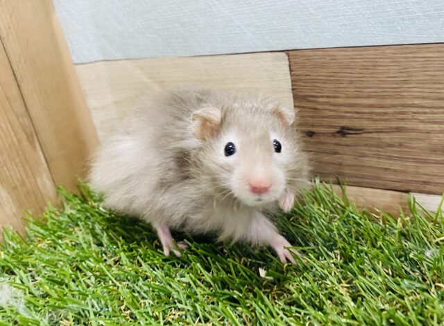 目の白い縁取りが特徴のフワフワさん♪セーブルハムスター男の子☆