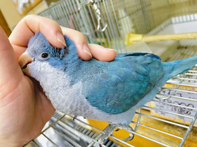 最新画像になりますよ⭐️青空広がるブルーカラー！ただ好きなものだけ詰め込んで〜💓　オキナインコ　ブルー