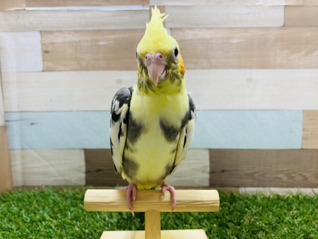 最新画像有り！チラッとカメラ目線が得意なんです☆オカメインコパイドカラー