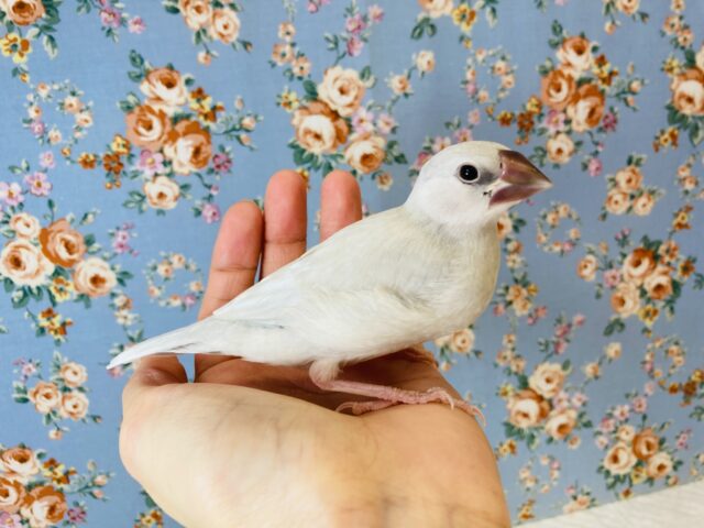 最新画像🌟ヒナご飯卒業です🫶🏻手乗りシルバー文鳥🪶✨