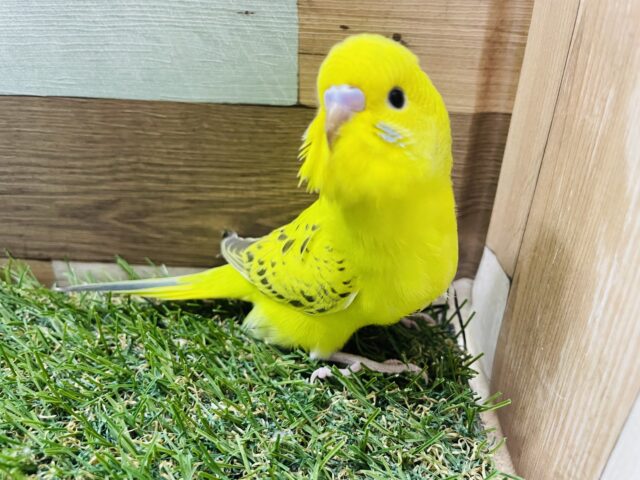 最新画像あります☆表情がとっても可愛らしいヒナさん！セキセイインコのオパーリン！
