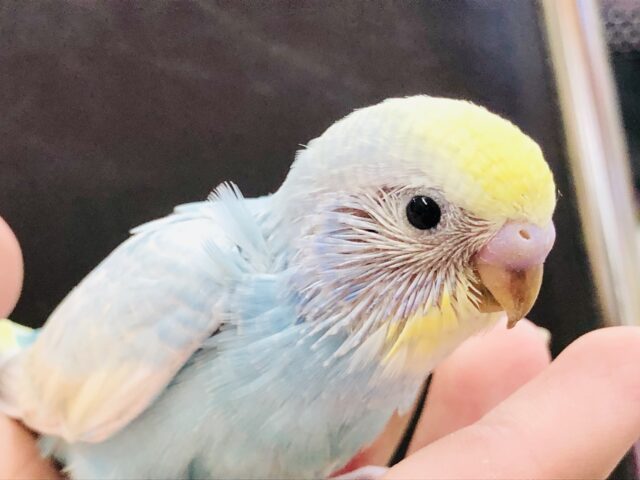 明るく輝くカラーでみんなを元気に　　セキセイインコ　Ｒ５　６／２９撮影