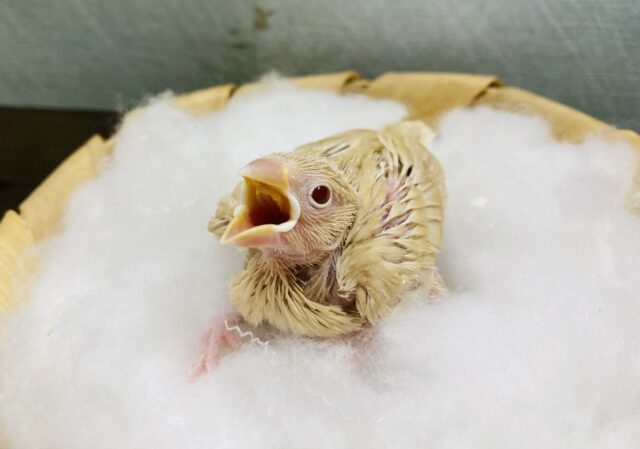 大人気カラー！シナモン文鳥です♪