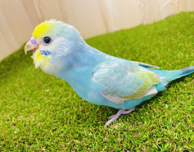 最新画像になりますよ⭐️なんだかドキドキしちゃうし、素敵な予感があるでしょ？　セキセイインコ　パステルカラーレインボー