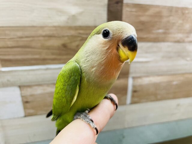 最新画像あります☆赤いお顔が可愛いんですっ！！コザクラインコのノーマル！