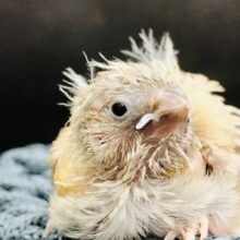 同時に淡いカラーも　キンカチョウ　R５　６／７撮影