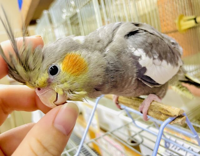 最新画像になりますよ⭐️いっせーのせ！ここはキミだけのワン・マン・ショー！　オカメインコ　ノーマル　