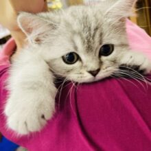 ボクが癒しをあげる💙激かわフォールデックス(シルバータビー)男のコ💙🌟