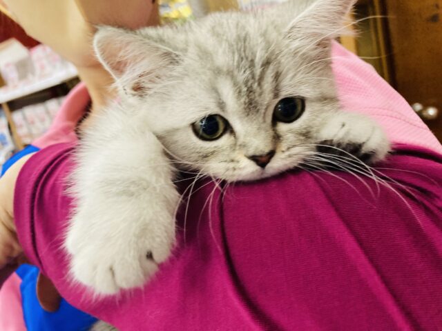 ボクが癒しをあげる💙激かわフォールデックス(シルバータビー)男のコ💙🌟