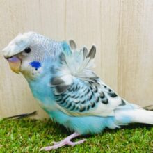 1人餌✨「前髪少し染めてみたんだよね〜🔵」オシャレ羽衣ちゃん！　羽衣セキセイインコ　パイド